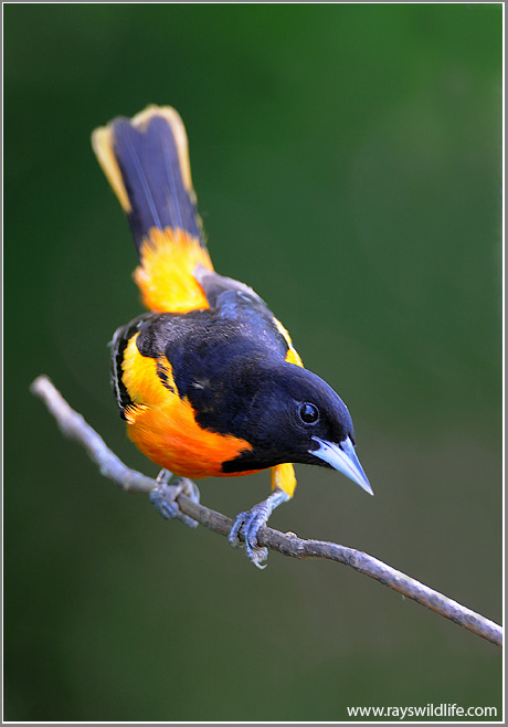 Baltimore Oriole 11