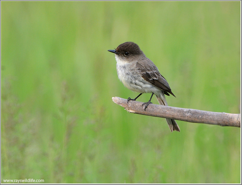 Eastern Phoebe 1