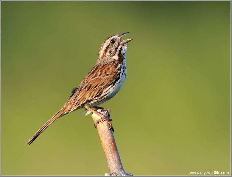 Song Sparrow