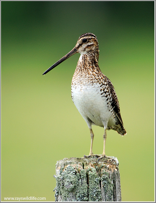 Wilsons Snipe