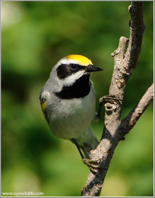 Golden-winged Warbler 1