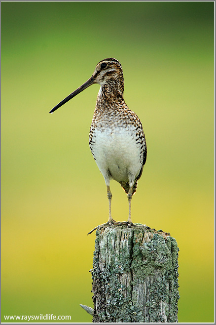 Wilsons Snipe