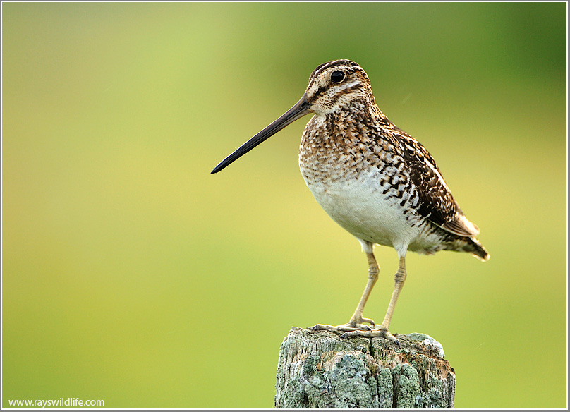 Wilsons Snipe