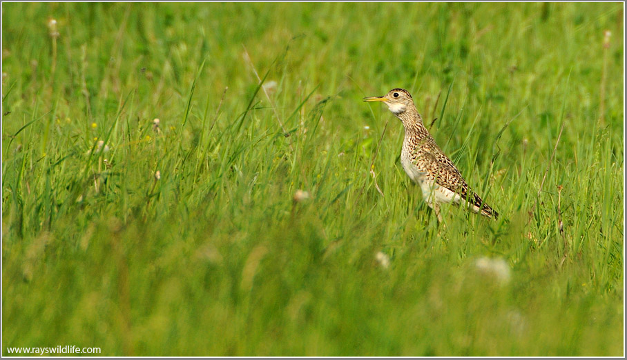 Upland Sandpiper