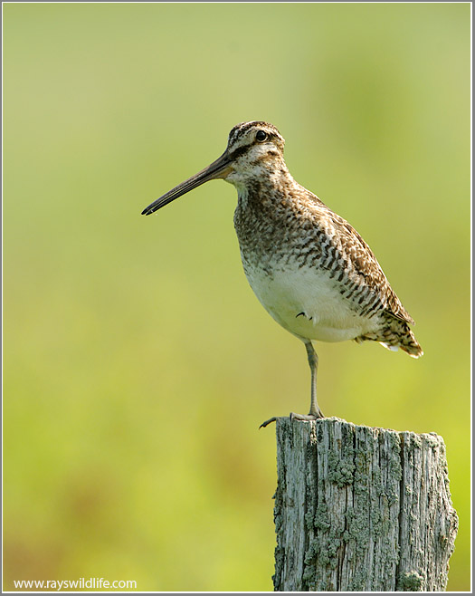 Wilsons Snipe  (c)