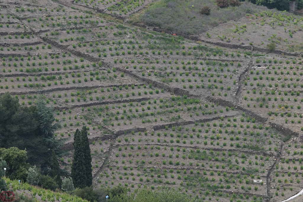 moi jaime le Banyuls
