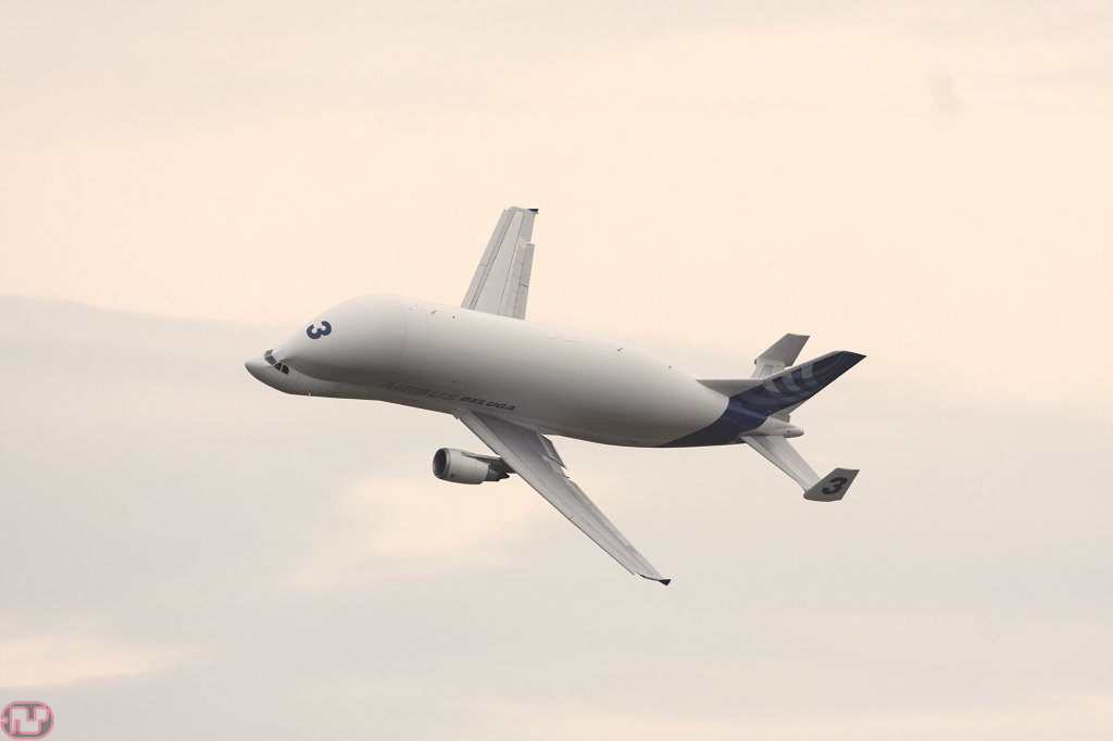 beluga