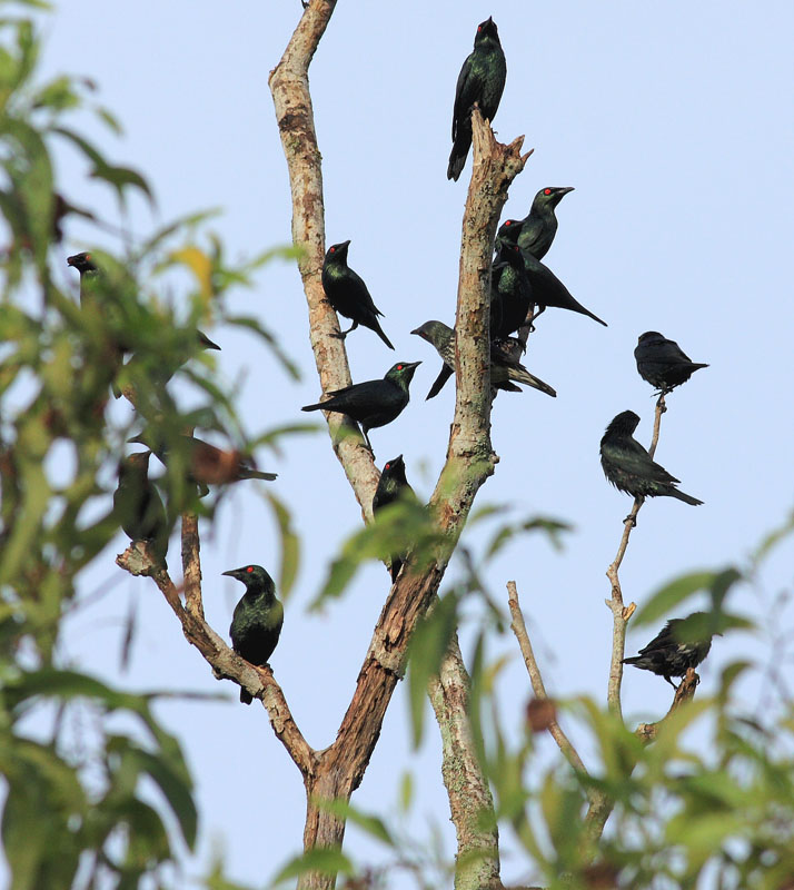 Asian Glossy Starling