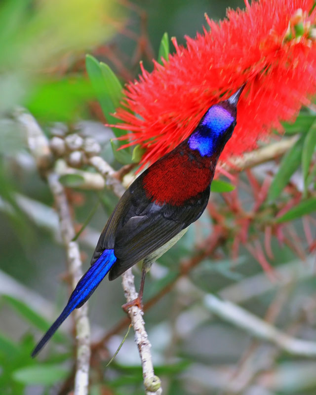 Black-throated Sunbird