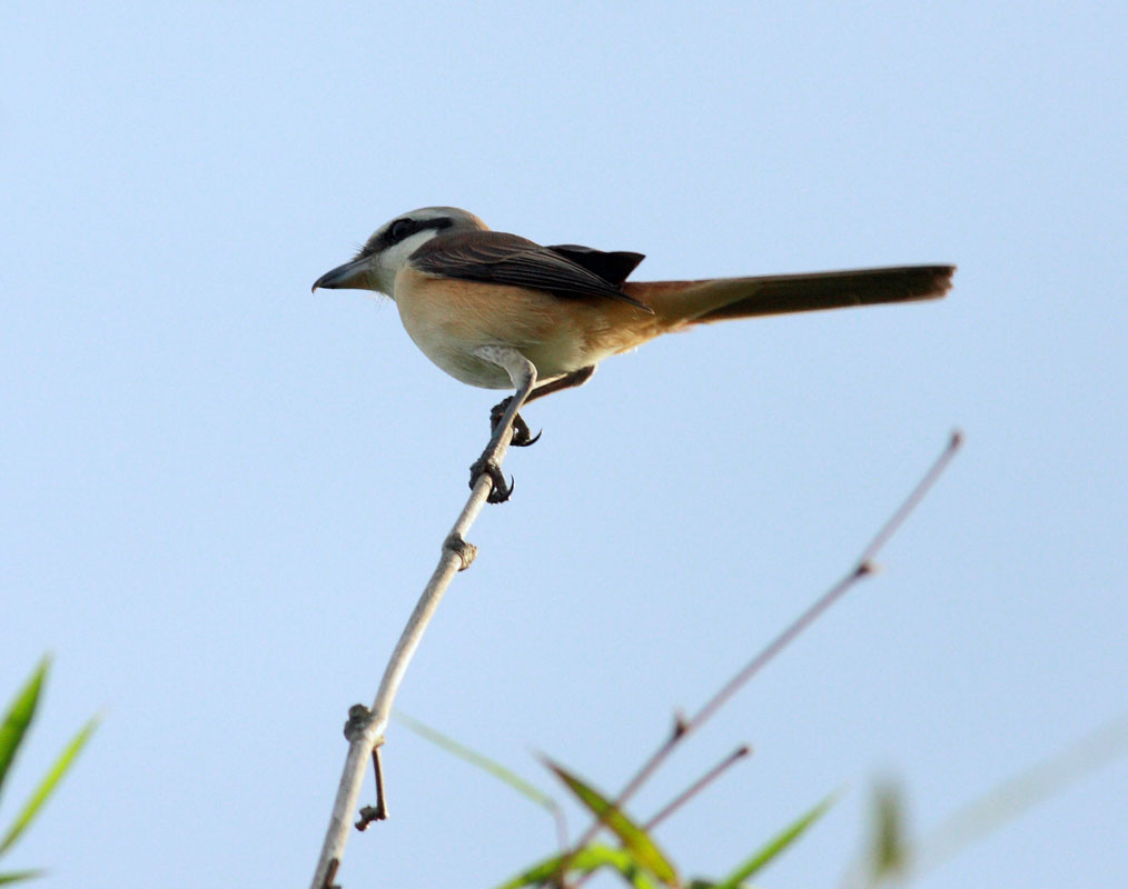 Long-tailed Shrike