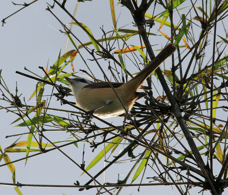 Long-tailed Shrike