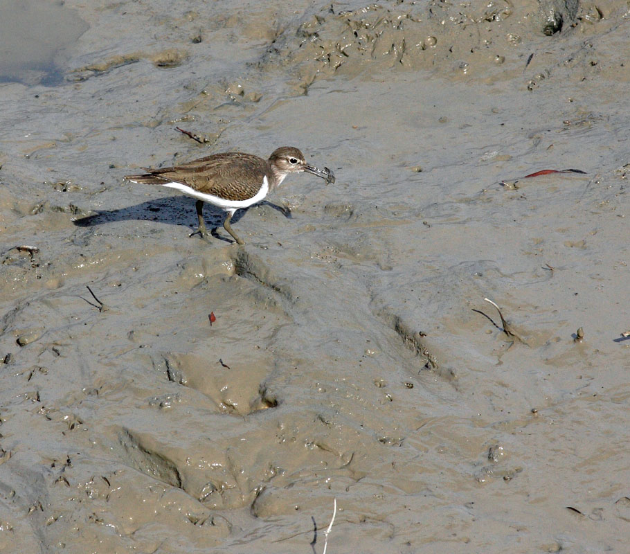 Common Sandpiper