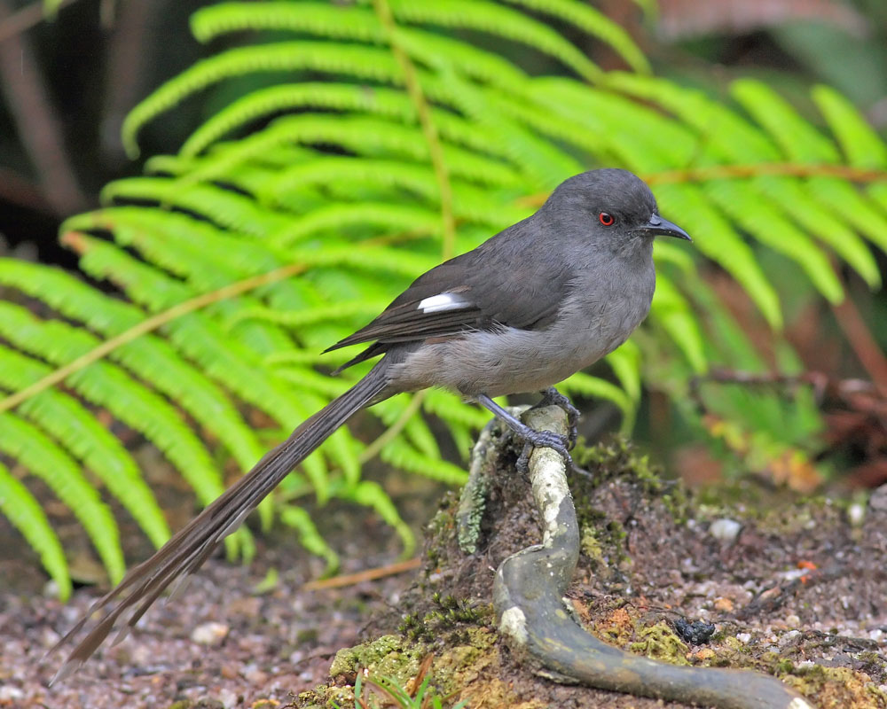 Long-tailed Sibia