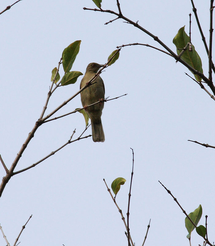 Olive-winged Bulbul