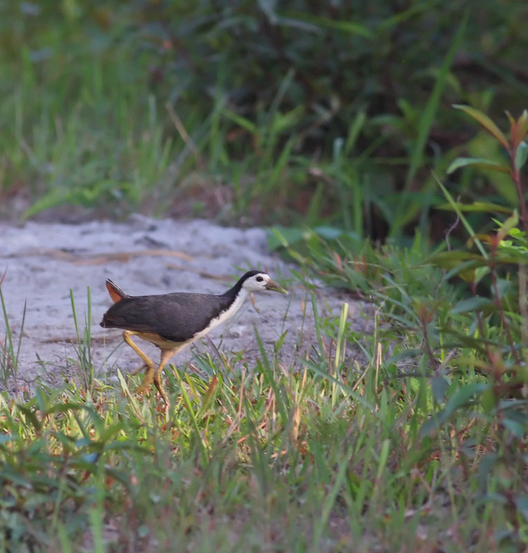 White-breasted Waterhen