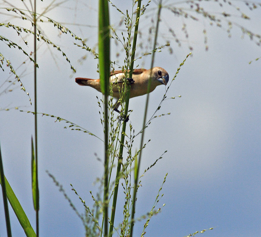 White-headed Munia