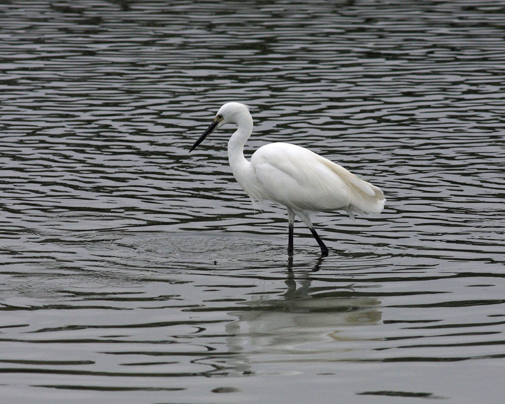 Little Egret