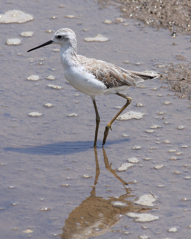 Marsh Sandpiper