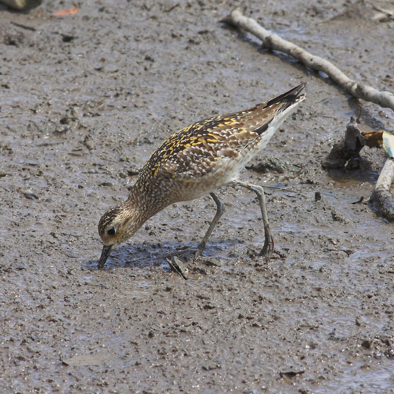 Pacific Golden Plover