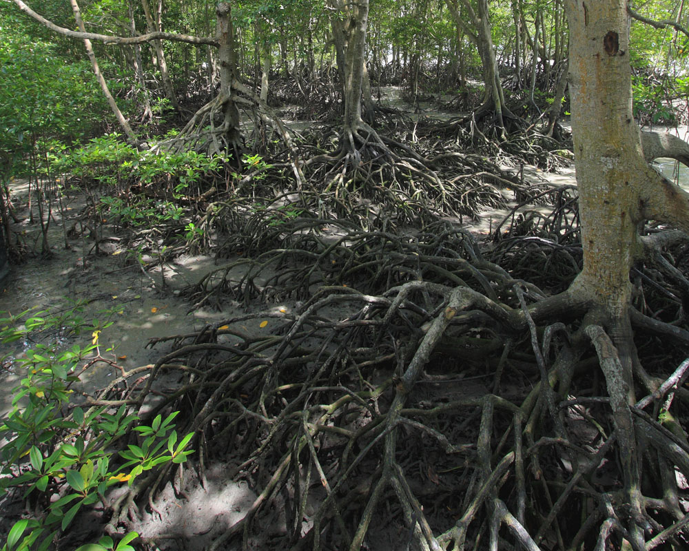 Kuala Gula mangroves