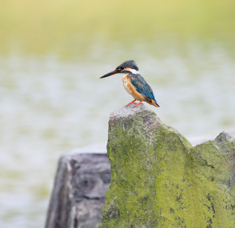 Common Kingfisher, juvenile