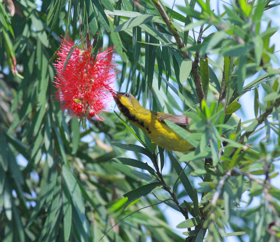 Olive-backed Sunbird, male eclipse