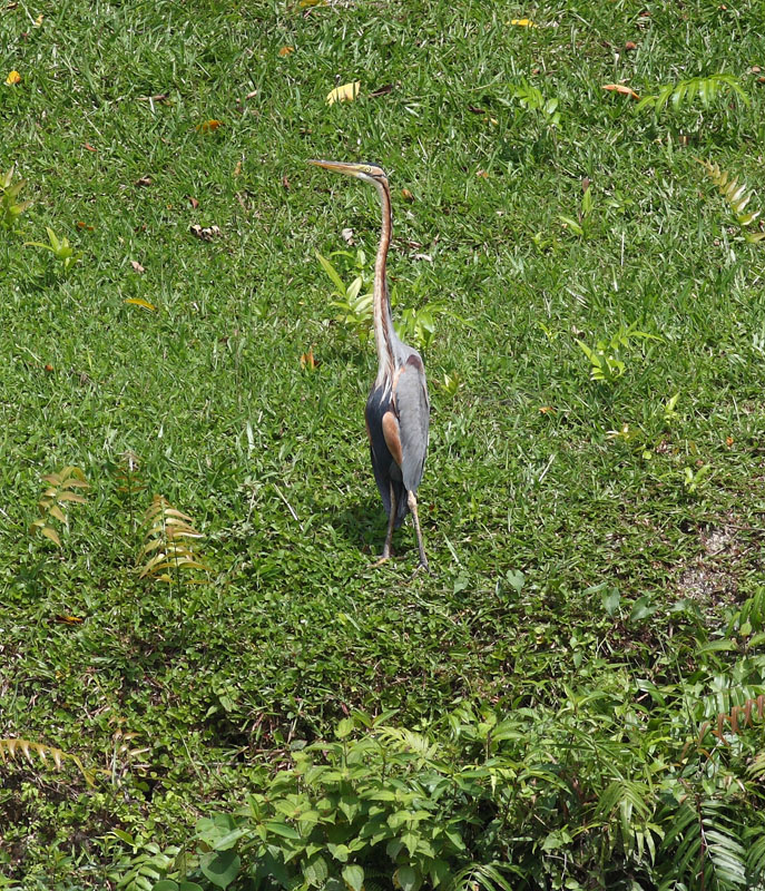 Purple Heron