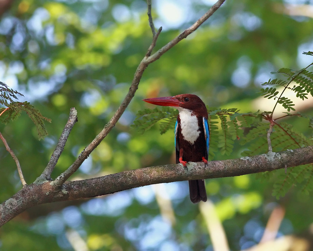 White-throated Kingfisher