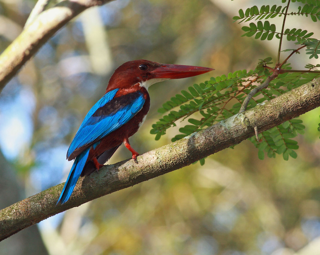 White-throated Kingfisher