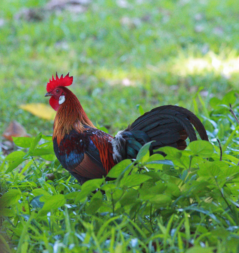 Red Junglefowl, male