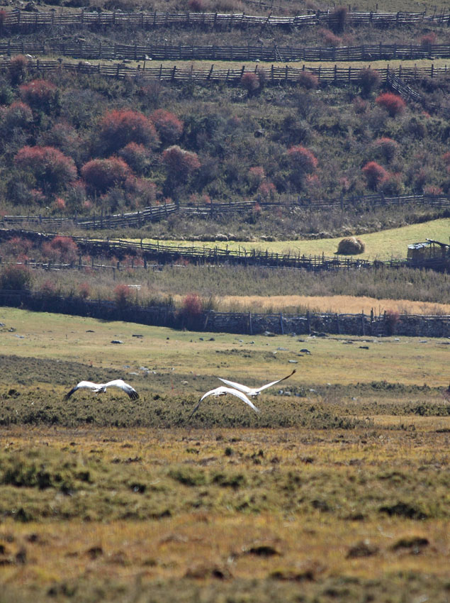 Black-necked Cranes