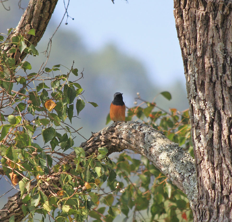 Hodgsons Redstart