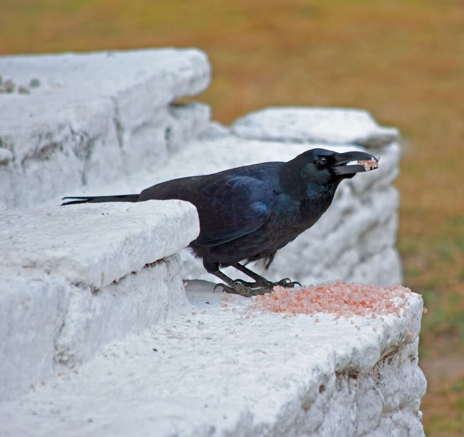 Large-billed Crow