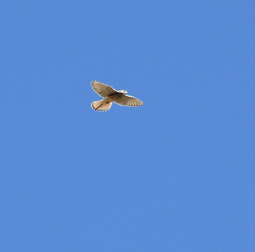 Common Kestrel, female