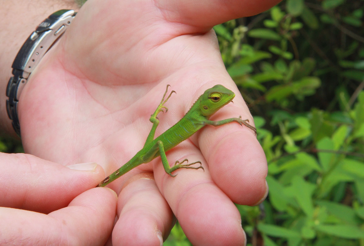 Beautiful green lizard