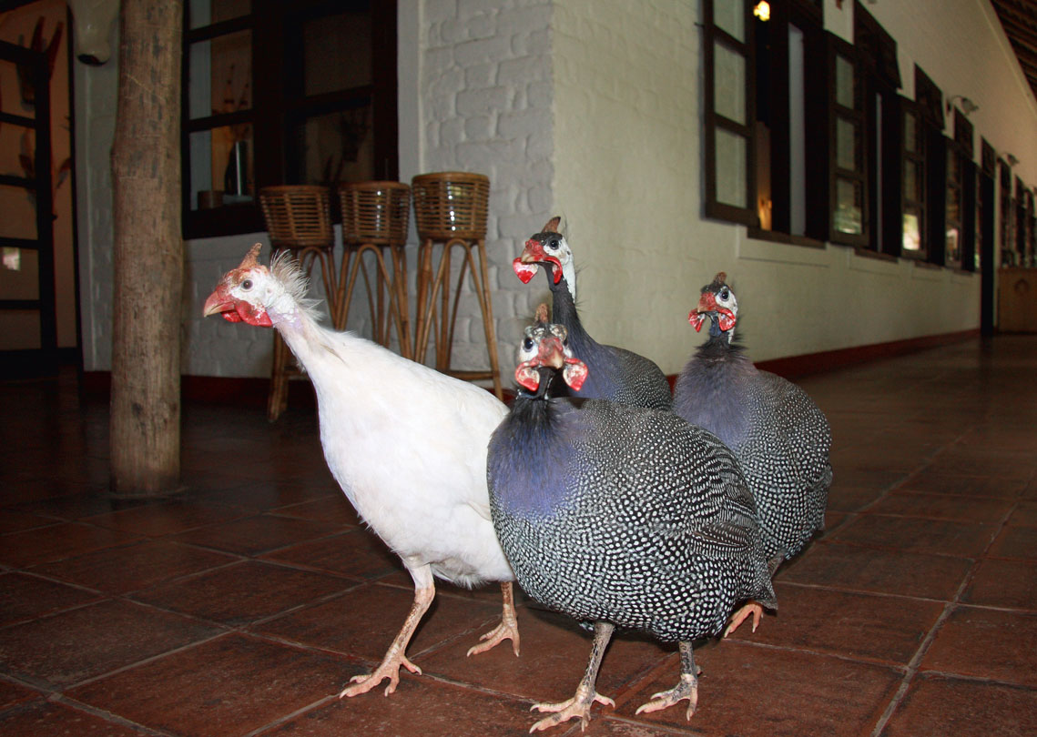 Guinea fowl