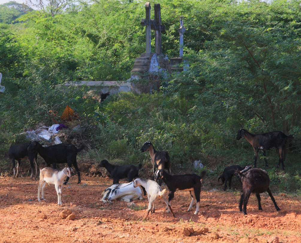 On the road to Chidambaran