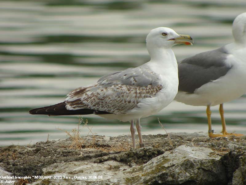 Goland leucophe, Larus michahellis