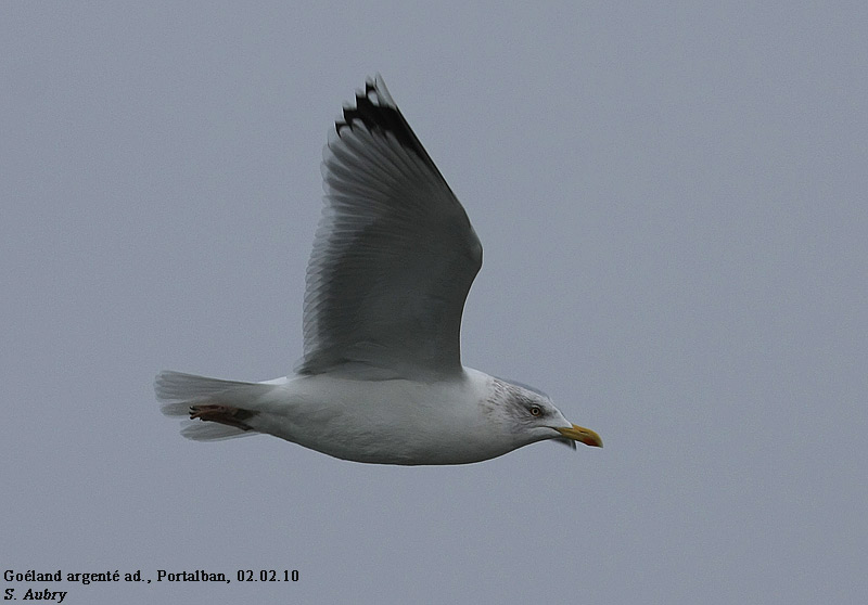Goland argent, Larus argentatus