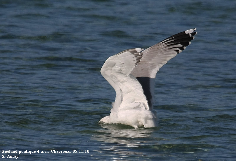 Goland pontique, Larus cachinnans