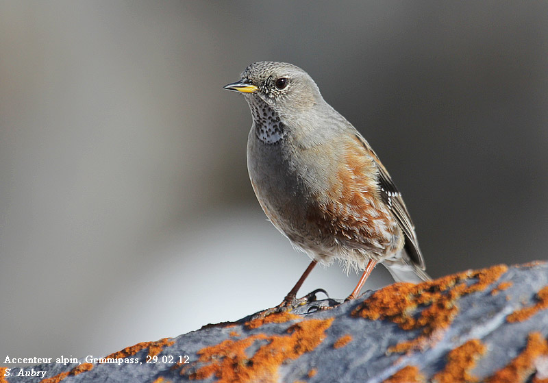 Accenteur alpin, Prunella collaris