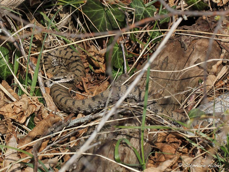 Vipre aspic, Vipera aspis aspis