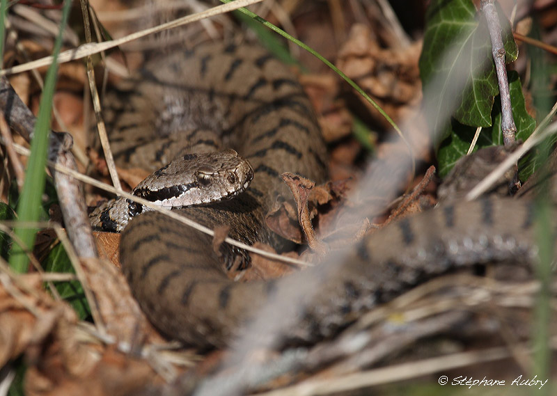 Vipre aspic, Vipera aspis aspis