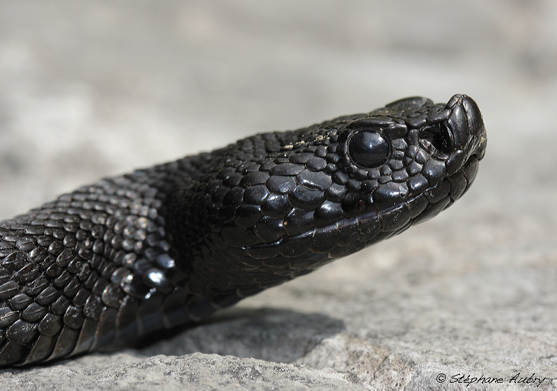 Vipre aspic, Vipera aspis atra
