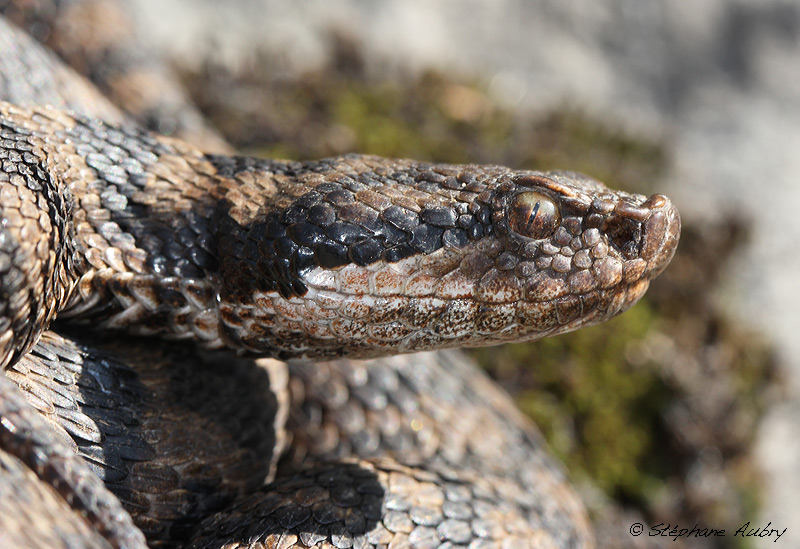 Vipre aspic, Vipera aspis atra