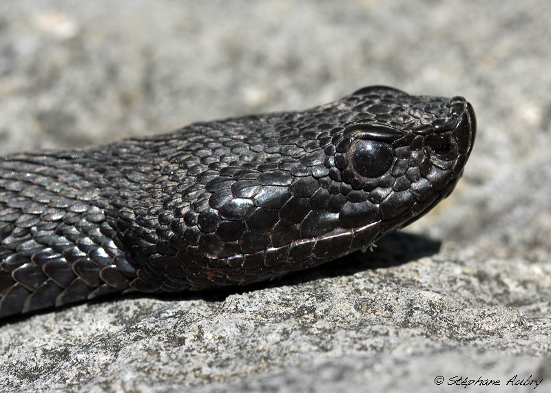 Vipre aspic, Vipera aspis atra