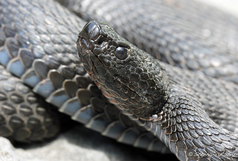 Vipre aspic, Vipera aspis atra