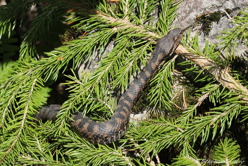 Vipre aspic, Vipera aspis atra
