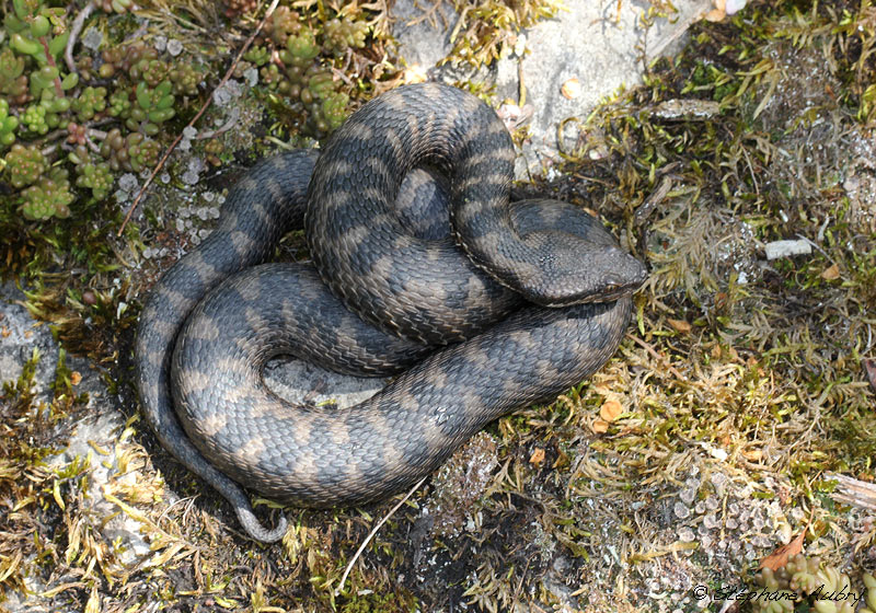 Vipre aspic, Vipera aspis atra
