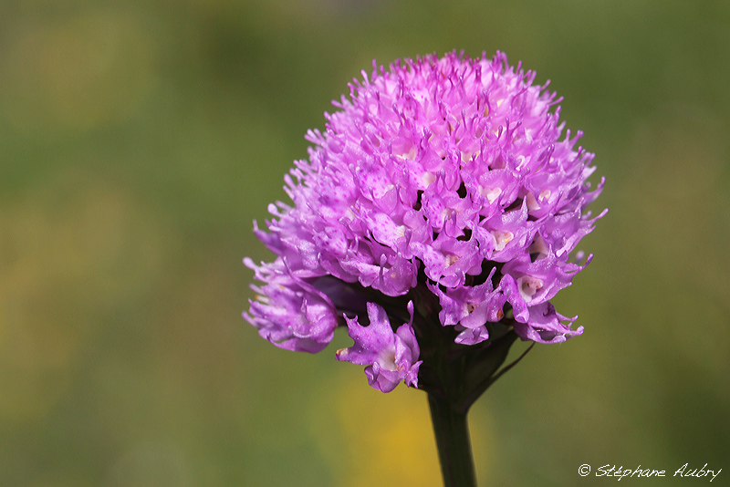 Traunsteinera globosa